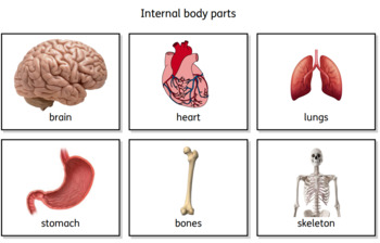Preview of Internal Organs, sensory, PMLD, sld, Widgit Symbolised, Lessons and activities