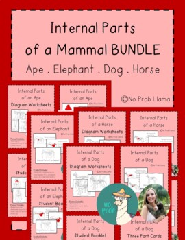 Preview of Internal Parts of Mammals BUNDLE- Mammal Anatomy- Montessori Zoology