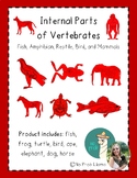 Internal Parts of Vertebrates BUNDLE- Vertebrate Anatomy- 