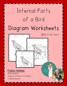 Preview of Internal Parts of a Bird Diagram Worksheet Aves Anatomy Montessori Zoology