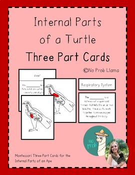 Preview of Internal Parts of a Bird Montessori 3 Part Cards- Aves Anatomy- Zoology