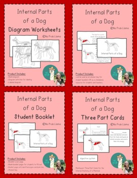 Preview of Internal Parts of a Dog BUNDLE- Mammal Anatomy- Montessori Zoology