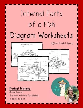 Preview of Internal Parts of a Fish Diagram Worksheet - Fish Anatomy - Montessori Zoology