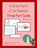 Internal Parts of a Fish Montessori 3 Part Cards- Fish Ana