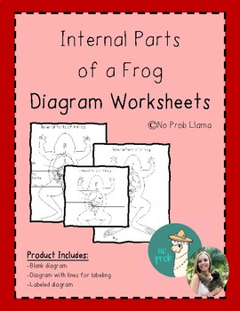 Preview of Internal Parts of a Frog Diagram Worksheets Amphibian Anatomy Montessori Zoology