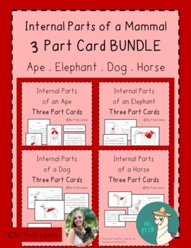 Preview of Internal Parts of a Mammal Montessori 3 Part Cards- Anatomy- Zoology