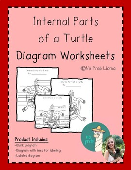 Preview of Internal Parts of a Turtle Diagram Wkst Reptile Anatomy Montessori Zoology
