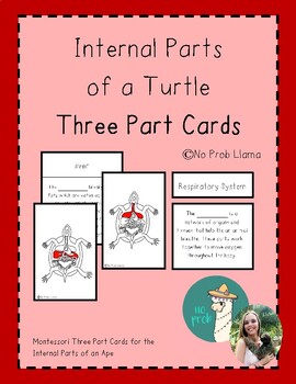 Preview of Internal Parts of a Turtle Montessori 3 Part Cards- Reptile Anatomy- Zoology