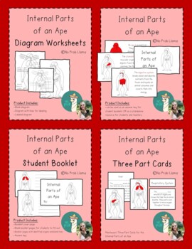 Preview of Internal Parts of an Ape BUNDLE- Mammal Anatomy- Montessori Zoology