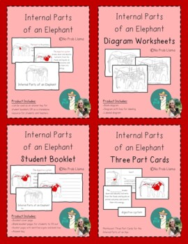 Preview of Internal Parts of an Elephant BUNDLE- Mammal Anatomy- Montessori Zoology
