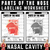 Internal Parts of the Nose Diagram Labeling Worksheet | An