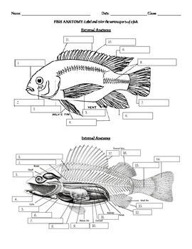 Fish Anatomy Worksheet Answer Key - Anatomy Drawing Diagram