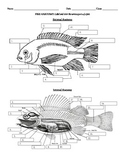 Internal and External Fish Anatomy - label and color