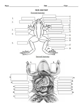 Preview of Internal and External Frog Anatomy Label and color the various parts of a frog