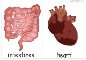 Preview of Internal organs Flash Cards