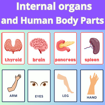 internal body parts for kids