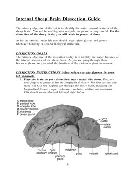 31 Sheep Brain Dissection Worksheet - Worksheet Resource Plans