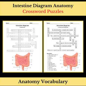 Intestine Diagram Anatomy Science Vocabulary Crossword Puzzle