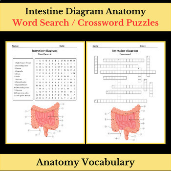 Preview of Intestine Diagram Anatomy Vocabulary | Word Search & Crossword Puzzles