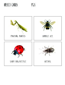 Intro To Insects For Preschoolers by Karen Sapp | TpT