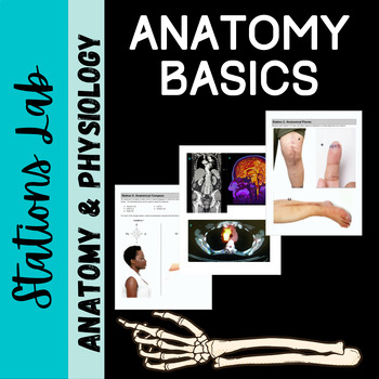 Preview of Intro to Anatomy: Stations Lab