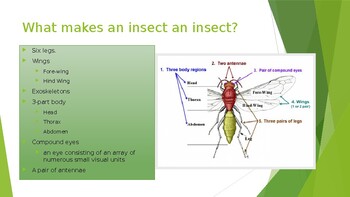 Intro to Entomology by Allison Horne | TPT