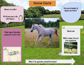 Preview of Intro to Equine Interactive Notebook (Student)