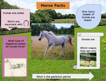 Preview of Intro to Equine Interactive Notebook (Teacher Version)