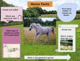 Intro to Equine Interactive Notebook (Teacher Version)