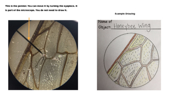 Preview of Intro to Primary Microscopes - Microscope View Example