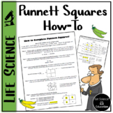 Intro to Punnett Squares How To Sheets