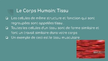 Introduction Au Corps Humain Cellules Tissus Organes Systemes D Organes