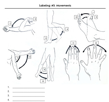 Introduction to Anatomy - Basics for Sports Medicine by Random Wins ...