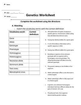 Preview of Introduction to Genetics Worksheet