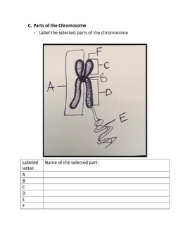 Introduction to Genetics Worksheet by Alison ONeal | TpT