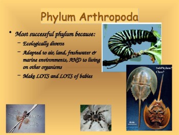 phylum arthropoda classes