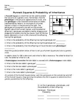 Preview of Introduction to Punnett Squares Guided Inquiry (POGIL-style) Activity