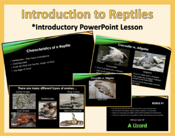 Preview of Introduction to Reptiles Lesson