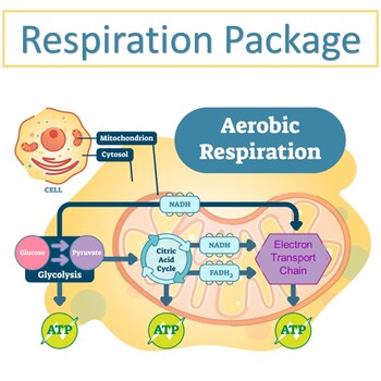 Introduction to Respiration Package by 21st Century Science | TPT