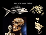 Introduction to Vertebrate Zoology PowerPoint Presentation