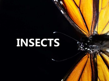 Preview of Insect Life Cycle