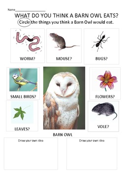 Introduction to owl pellets-What do you think a Barn owl eats for younger  grades
