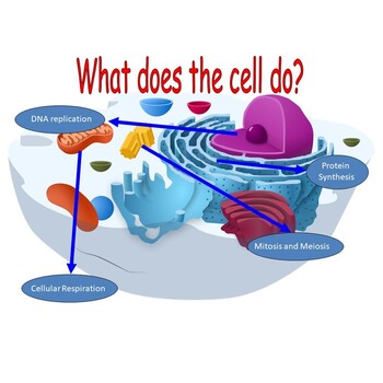 Preview of Introduction to the Cell Package