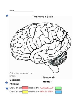 Introduction to the Human Brain by THE LAB ASSISTANTS | TpT