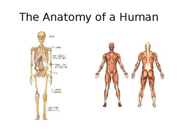 Mr. Wilson Teaches- Drawing the Human Figure Using a Mannequin 