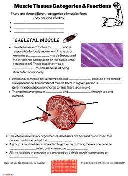 Preview of Introduction to the Muscular System Doodle Notes