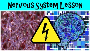 Preview of Nervous System Introduction No Prep Lesson with Power Point, Worksheet and Bonus