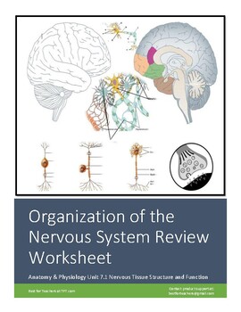 Preview of Introduction to the Nervous System Worksheet