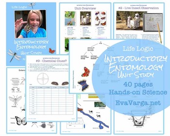 Preview of Introductory Entomology Unit Study