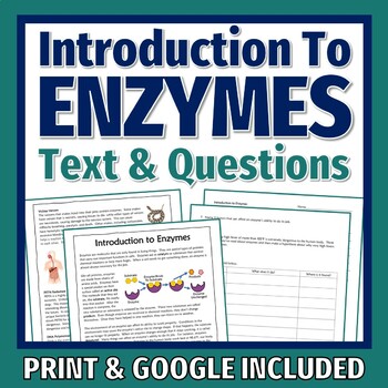 Preview of Enzymes Reading and Worksheet NGSS LS3-1